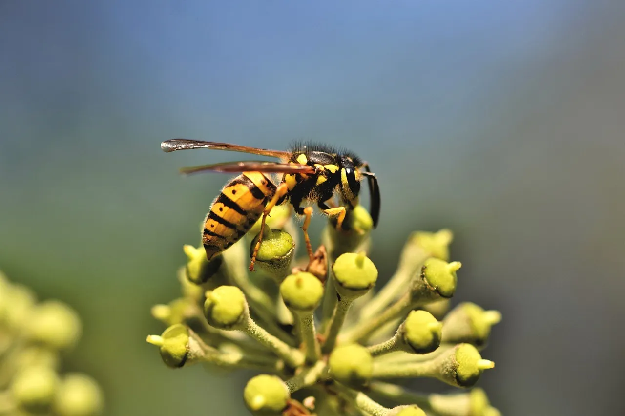 Wespe auf Blüte