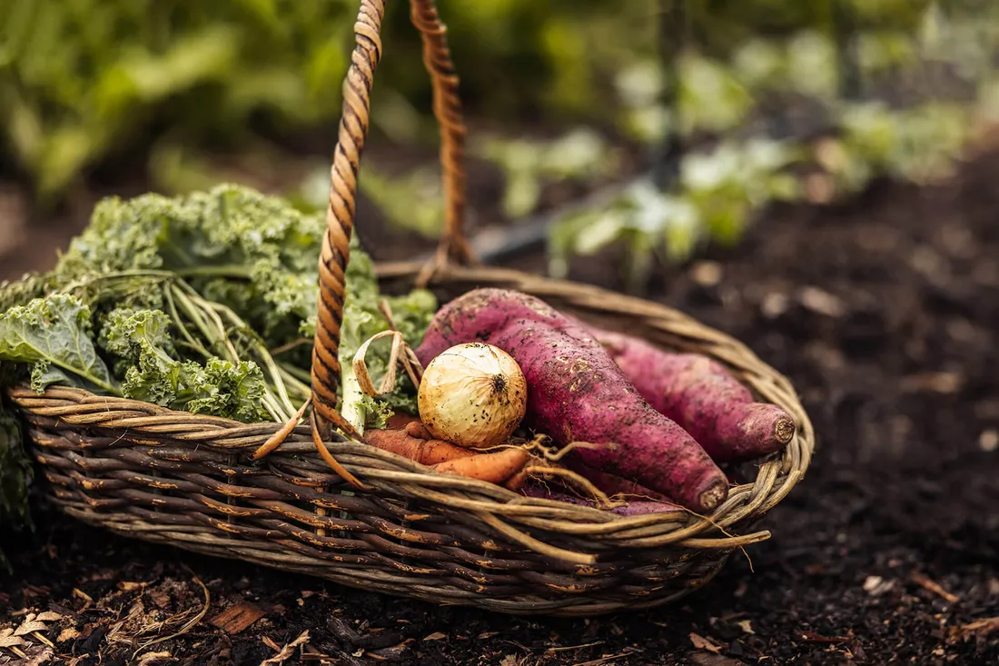 Ein Korb mit frischem Gemüse für die regionale und saisonale Ernährung