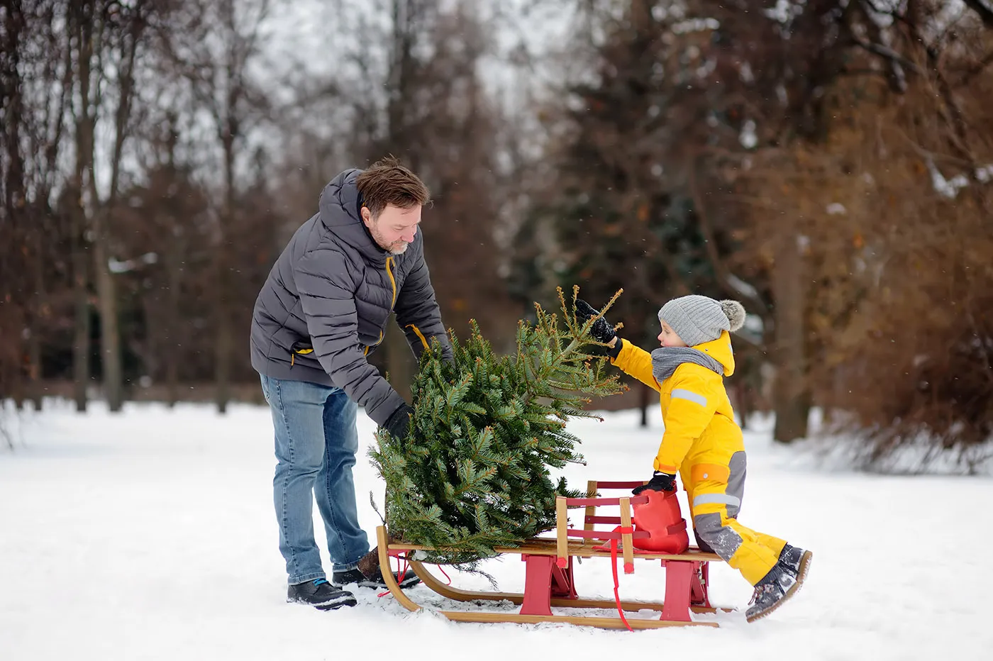 Vater und Sohn mit Christbaum auf dem Schlitten